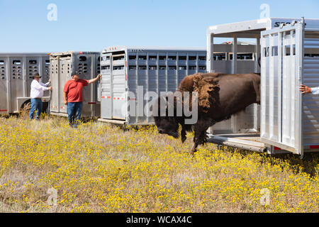 Un bison d'Amérique est libéré d'une remorque de mise en quarantaine après avoir été transféré à la PI. Peck Indian Reservation, 19 août 2019 à Fort Peck, Montana. Cinquante-cinq bisons sauvages ont été transférés de l'établissement Yellowstone pour aider à établir une population des animaux dans les terres où ils erraient dans les millions. Banque D'Images