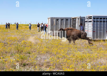 Un bison d'Amérique est libéré d'une remorque de mise en quarantaine après avoir été transféré à la PI. Peck Indian Reservation, 19 août 2019 à Fort Peck, Montana. Cinquante-cinq bisons sauvages ont été transférés de l'établissement Yellowstone pour aider à établir une population des animaux dans les terres où ils erraient dans les millions. Banque D'Images