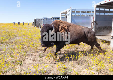 Un bison d'Amérique est libéré d'une remorque de mise en quarantaine après avoir été transféré à la PI. Peck Indian Reservation, 19 août 2019 à Fort Peck, Montana. Cinquante-cinq bisons sauvages ont été transférés de l'établissement Yellowstone pour aider à établir une population des animaux dans les terres où ils erraient dans les millions. Banque D'Images