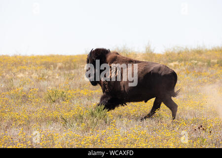 Un bison d'Amérique est libéré d'une remorque de mise en quarantaine après avoir été transféré à la PI. Peck Indian Reservation, 19 août 2019 à Fort Peck, Montana. Cinquante-cinq bisons sauvages ont été transférés de l'établissement Yellowstone pour aider à établir une population des animaux dans les terres où ils erraient dans les millions. Banque D'Images