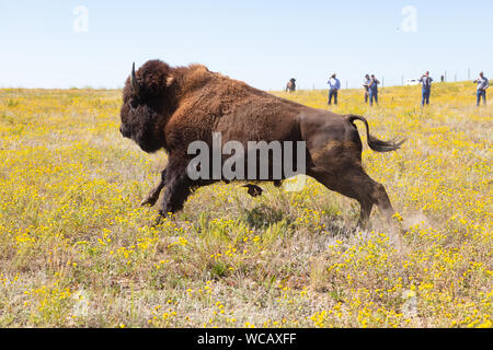 Un bison d'Amérique est libéré d'une remorque de mise en quarantaine après avoir été transféré à la PI. Peck Indian Reservation, 19 août 2019 à Fort Peck, Montana. Cinquante-cinq bisons sauvages ont été transférés de l'établissement Yellowstone pour aider à établir une population des animaux dans les terres où ils erraient dans les millions. Banque D'Images