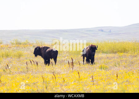 Bison d'Amérique sont libérés à partir d'une remorque de mise en quarantaine après avoir été transféré à la PI. Peck Indian Reservation, 19 août 2019 à Fort Peck, Montana. Cinquante-cinq bisons sauvages ont été transférés de l'établissement Yellowstone pour aider à établir une population des animaux dans les terres où ils erraient dans les millions. Banque D'Images