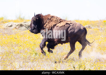 Bison d'Amérique sont libérés à partir d'une remorque de mise en quarantaine après avoir été transféré à la PI. Peck Indian Reservation, 19 août 2019 à Fort Peck, Montana. Cinquante-cinq bisons sauvages ont été transférés de l'établissement Yellowstone pour aider à établir une population des animaux dans les terres où ils erraient dans les millions. Banque D'Images