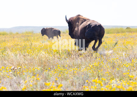 Bison d'Amérique sont libérés à partir d'une remorque de mise en quarantaine après avoir été transféré à la PI. Peck Indian Reservation, 19 août 2019 à Fort Peck, Montana. Cinquante-cinq bisons sauvages ont été transférés de l'établissement Yellowstone pour aider à établir une population des animaux dans les terres où ils erraient dans les millions. Banque D'Images