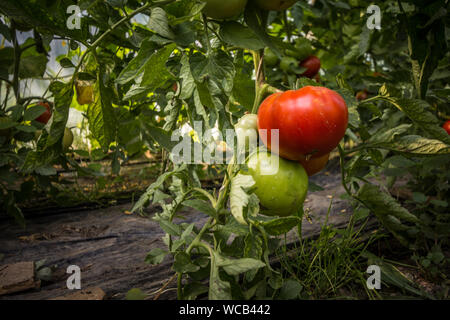 Tomates Beefsteak, un rouge et un vert, croissant sur leur planter des arbres dans une serre en milieu rural. Également appelé tomates Boeuf, ils sont d'un mas Banque D'Images