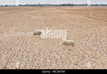 Bekasi, Indonésie. Août 27, 2019. Vu les moutons dans un champ de riz sec.La météorologie, climatologie et géophysique a averti que la saison sèche peut être plus sèche et plus intense que l'an dernier en raison d'El Niño. L'agence de classification, qui a l'Ouest de Java, Java central, la plupart des régions de l'Est de Java, Yogyakarta, Bali et Nusa Tenggara comme les plus vulnérables à la sécheresse extrême, ou plus de 60 jours sans pluie. Credit : SOPA/Alamy Images Limited Live News Banque D'Images