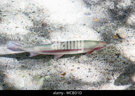 Close up image d'un arc-en-ciel (Oncorhynchus mykiss) piscine dans un plat peu profond d'eau. Banque D'Images