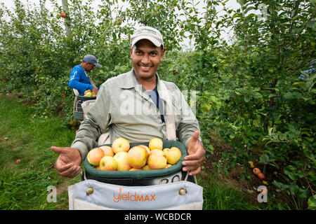 Les travailleurs migrants honduriens pommes récolte à l'Adams County Nursery 15 Août, 2019 dans Aspers, New York. La pépinière utilise le Ministère de l'agriculture programme visa H-2A pour combler leurs besoins en main-d'œuvre pendant la récolte. Adams Comté pépinière a été une entreprise familiale pour cinq générations. Banque D'Images