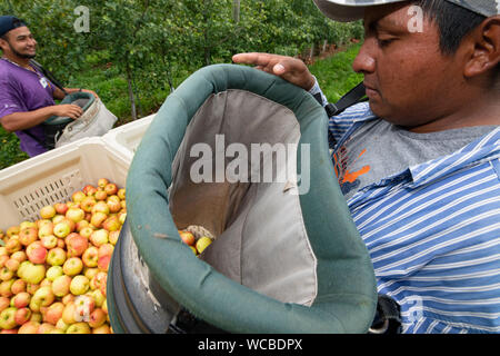 Les travailleurs migrants honduriens pommes récolte à l'Adams County Nursery 15 Août, 2019 dans Aspers, New York. La pépinière utilise le Ministère de l'agriculture programme visa H-2A pour combler leurs besoins en main-d'œuvre pendant la récolte. Adams Comté pépinière a été une entreprise familiale pour cinq générations. Banque D'Images