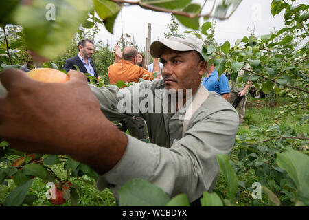 Un travailleur migrant hondurien pommes récolte à l'Adams County Nursery 15 Août, 2019 dans Aspers, New York. La pépinière utilise le Ministère de l'agriculture programme visa H-2A pour combler leurs besoins en main-d'œuvre pendant la récolte. Adams Comté pépinière a été une entreprise familiale pour cinq générations. Banque D'Images