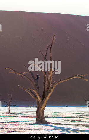 Deadvlei est la célèbre emplacement des arbres qui ont été mort pendant plus de 900 ans dans le désert du Namib. Banque D'Images