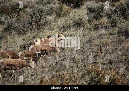 Un troupeau de mouflons d'apprécier un beau high desert journée d'hiver de la Yakima River Canyon Road Banque D'Images