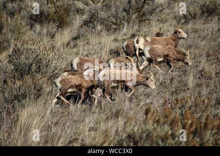 Un troupeau de mouflons d'apprécier un beau high desert journée d'hiver de la Yakima River Canyon Road Banque D'Images