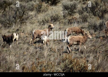 Un troupeau de mouflons d'apprécier un beau high desert journée d'hiver de la Yakima River Canyon Road Banque D'Images