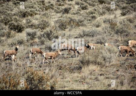 Un troupeau de mouflons d'apprécier un beau high desert journée d'hiver de la Yakima River Canyon Road Banque D'Images