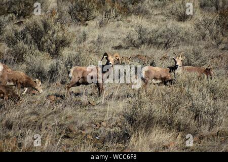 Un troupeau de mouflons d'apprécier un beau high desert journée d'hiver de la Yakima River Canyon Road Banque D'Images