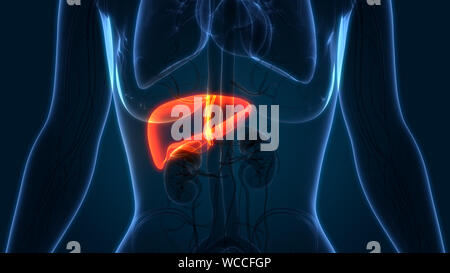 Anatomie du foie humain Banque D'Images
