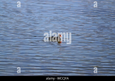 Juvenile et extrêmement mignon poussin foulque d'Amérique Fulica atra folaga natation sur un lac en Portonovo par Monte Conero près d'Ancône en Italie Banque D'Images