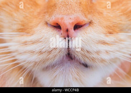 Le chat rose macro de nez et cheveux autour du nez. Selective focus of Cat's nez à partir d'une vue rapprochée Banque D'Images