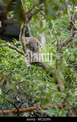 Koala australien de couchage sur les arbres, l'environnement naturel Banque D'Images
