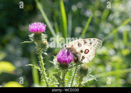 Papillon jaune lumière recueille le nectar des fleurs de chardon chardon une chute. son proboscis dans une fleur Banque D'Images