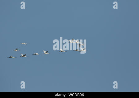 Un troupeau de la spatule blanche Platalea leucorodia magnifique, volant dans le ciel bleu. Banque D'Images