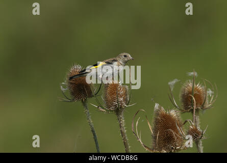 Un jeune chardonneret, Carduelis carduelis, se nourrissant des graines d'une plante renoncule. Banque D'Images