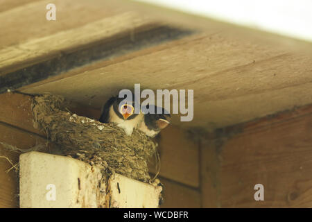 Bebe Hirondelle Mendier De La Nourriture Vancouver Colombie Britannique Photo Stock Alamy