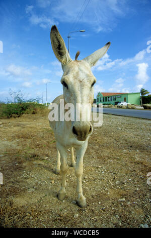 Âne sauvage, partout pour trouver sur Bonaire, certains endroits ont même des signes d'avertissement à la route, Bonaire, Antilles néerlandaises Banque D'Images