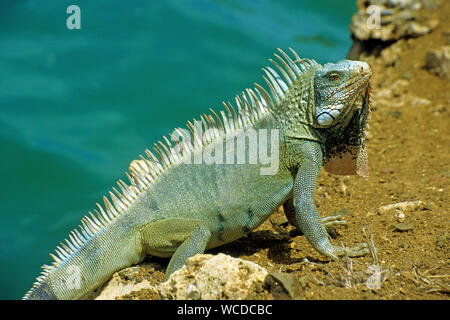 Iguane vert (Iguana iguana), partout pour trouver sur Bonaire, Antilles néerlandaises Banque D'Images