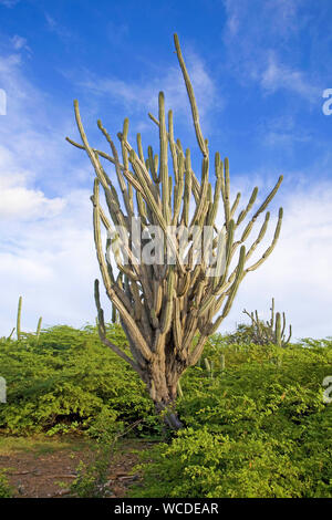 D'énormes cactus (Cactaceae) à Washington Slagbaai National Park, STINAPA, Bonaire, Antilles néerlandaises Banque D'Images