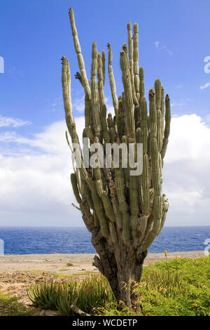 D'énormes cactus (Cactaceae) à Washington Slagbaai National Park, STINAPA, Bonaire, Antilles néerlandaises Banque D'Images