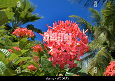 Flamme de la jungle (Ixora coccinea), plante tropicale sur Bonaire, Antilles néerlandaises Banque D'Images