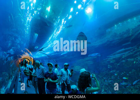 L'image de l'Aquarium de Dubaï dans le centre commercial de DUBAÏ, ÉMIRATS ARABES UNIS Banque D'Images