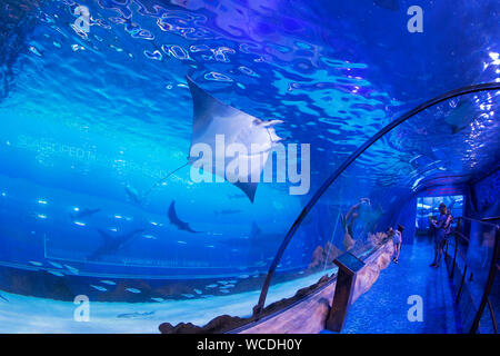 L'image de l'Aquarium de Dubaï dans le centre commercial de DUBAÏ, ÉMIRATS ARABES UNIS Banque D'Images