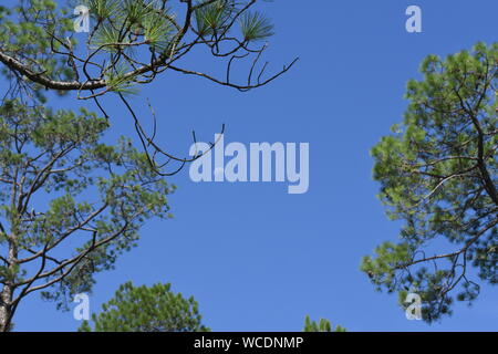 Voir les branches d'arbres de pin et la lune contre un ciel bleu. Banque D'Images