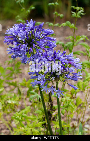 Agapanthus africanus, 'Blue', bleu de l'Afrique, 'lily Lily of the Nile' pousse dans un jardin anglais en été. United Kingdom Banque D'Images