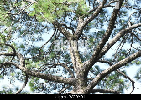 Voir l'arbre de pin et de ses succursales à partir de ci-dessous. Banque D'Images