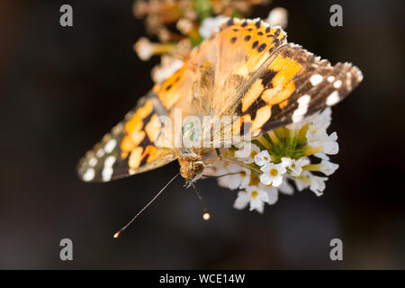 Papillon belle dame "Vanessa cardui" sur l'arbre aux papillons fleurs en été, Royaume-Uni Banque D'Images