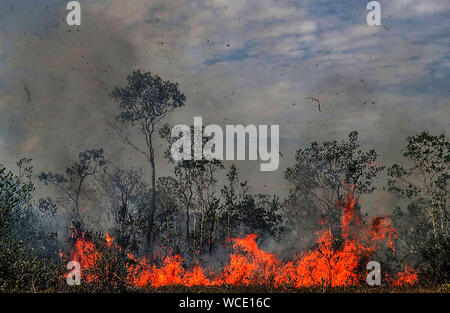 L'Amazonas, Brésil. Août 26, 2019. Photo prise le 26 août 2019 montre un feu consommant des arbres dans Manicore, l'état d'Amazonas, au Brésil. Brésil (Gabriela Biro/Agencia Estado/document via Xinhua) Credit : Xinhua/Alamy Live News Banque D'Images