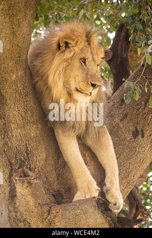 Lion mâle se trouve dans l'arbre à droite Banque D'Images