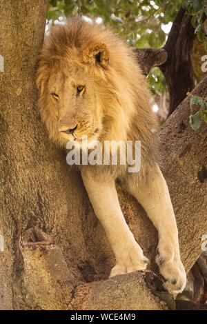 Lion mâle se trouve dans l'arborescence à gauche Banque D'Images