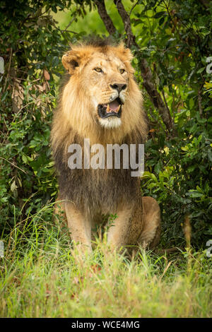 Lion mâle se trouve près de Bush à la droite Banque D'Images
