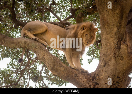 Lion mâle se repose sur une branche à la bas Banque D'Images