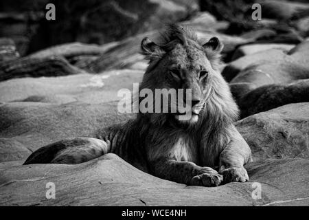 Jeune mâle mono lion se sur les roches Banque D'Images