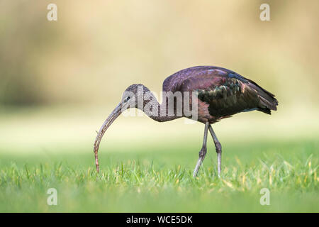 Ibis falcinelle Plegadis falcinellus ; ; ; ver avec Cornwall ; UK Banque D'Images