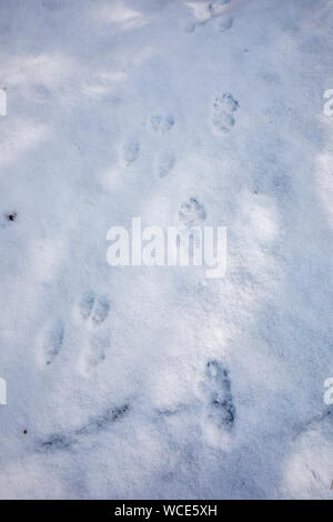 Le lapin et le renard ; Empreintes dans la neige ; UK Banque D'Images