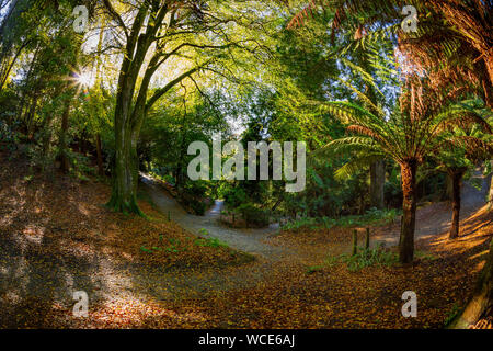 Trebah Garden ; en automne, Cornwall, UK Banque D'Images