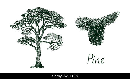 La silhouette des arbres de pin et de la direction générale avec cône, hand drawn doodle, croquis, illustration en noir et blanc Banque D'Images