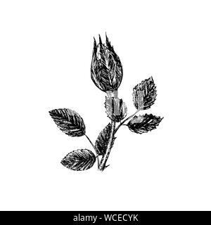 Fleur Rose, avec des épines de la tige, les feuilles et les bourgeons, hand drawn doodle, croquis, illustration en noir et blanc Banque D'Images